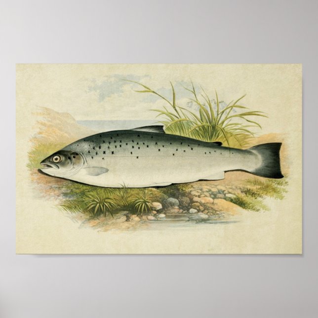 Impression de poisson vintage 032 | Truite Saumon (Devant)