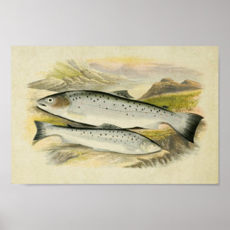 Impression de poisson vintage 033 | Coudre