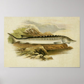 Impression de poisson vintage 037 | Esturgeon