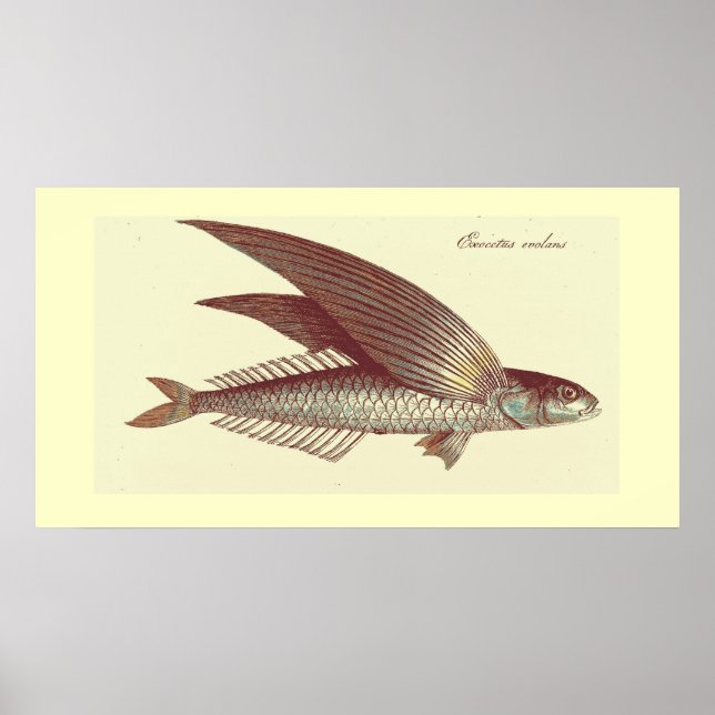 Impression de poisson volant vintage (Devant)