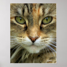 Impression de portrait de chat tigré sauvage aux y