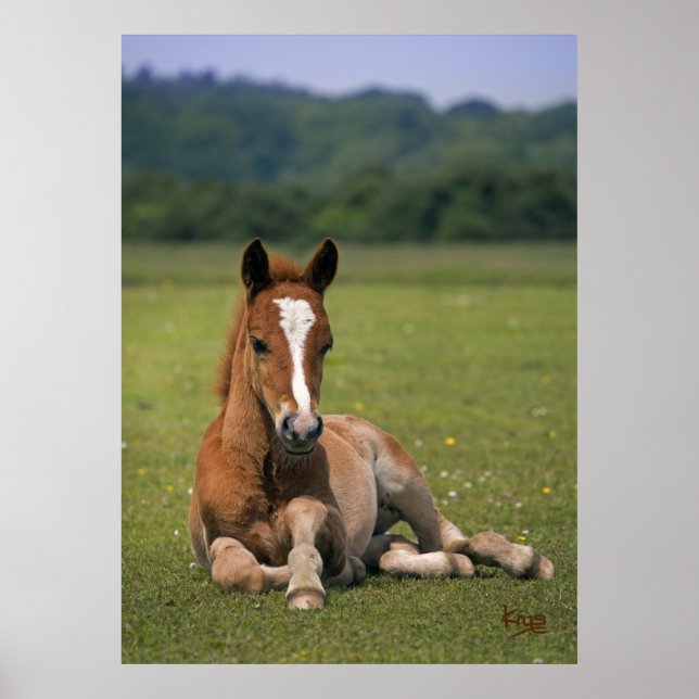 Impression de poulain de New Forest (Devant)