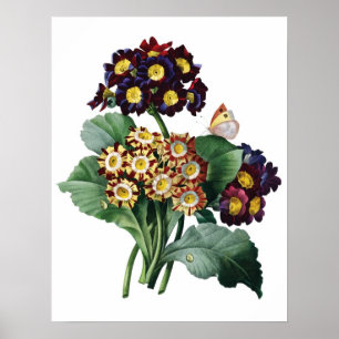 Impression de primula de qualité PREMIUM botanique