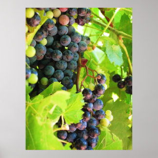 Impression de raisins