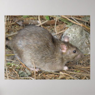 Impression de Rat sauvage