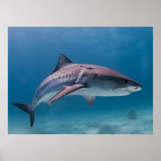 Impression de requin tigre