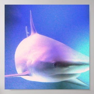 Impression de requin tueur
