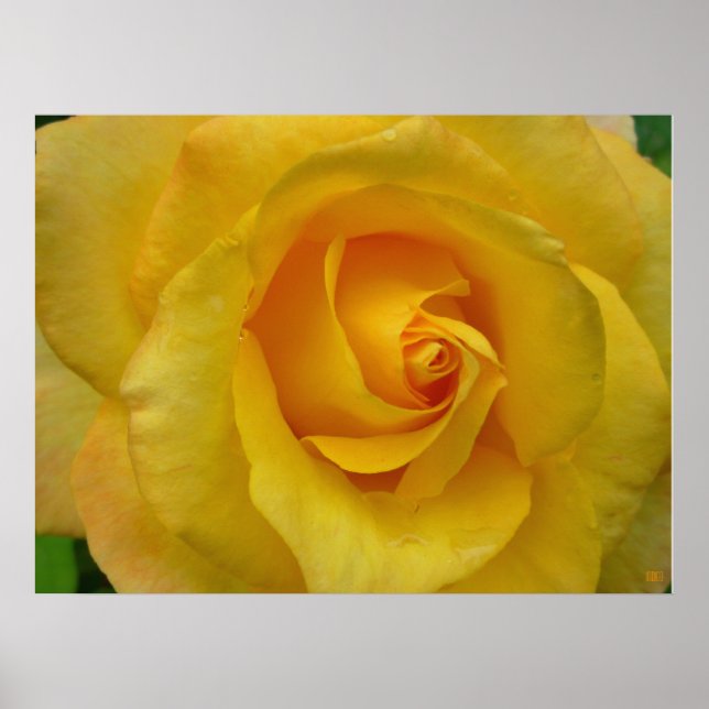 Impression de rose jaune Affiche de fleurs belle i (Devant)
