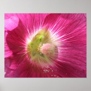 Impression de Rose Trémère Rose Foncé