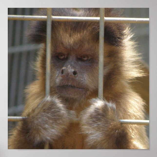 Impression de singe capucin (Devant)