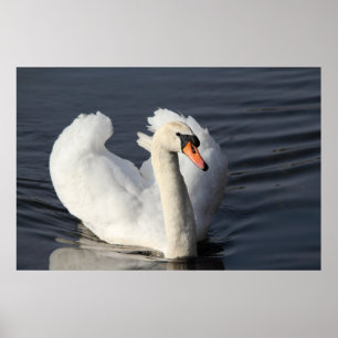 Impression de Swan