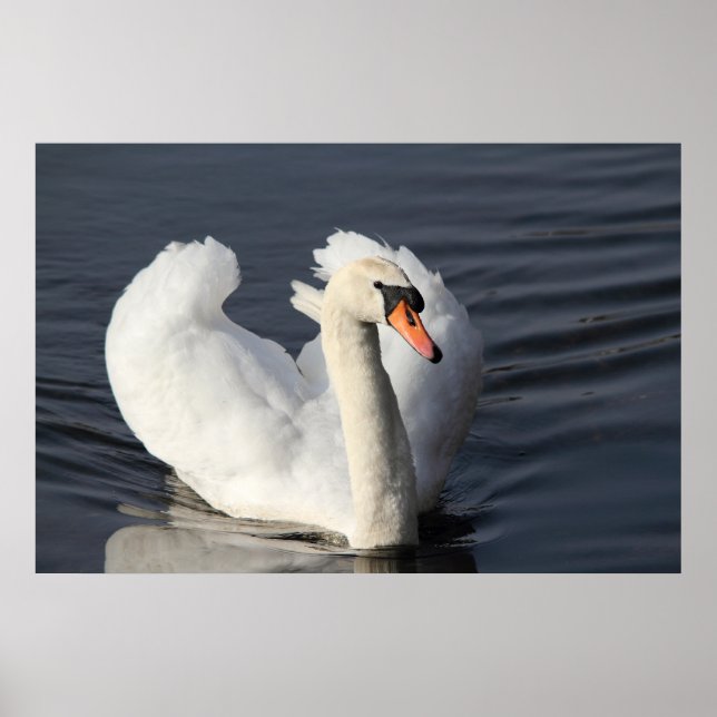 Impression de Swan (Devant)