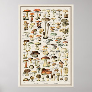 Impression de tableau champignon Adolphe Millot Vi
