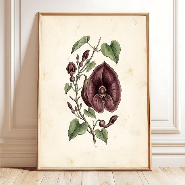 Impression de tableau mural vintage de l'Aristoloc (Créateur téléchargé)