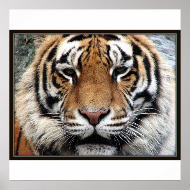 Impression de tigre géant (Devant)