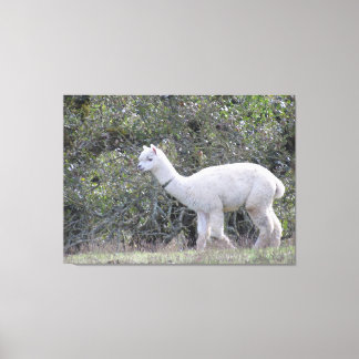 Impression de toile - Alpaca blanc