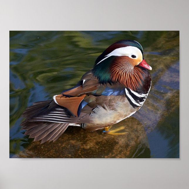 impression de toile de canard mandarin (Devant)