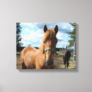 Impression de toile de cheval