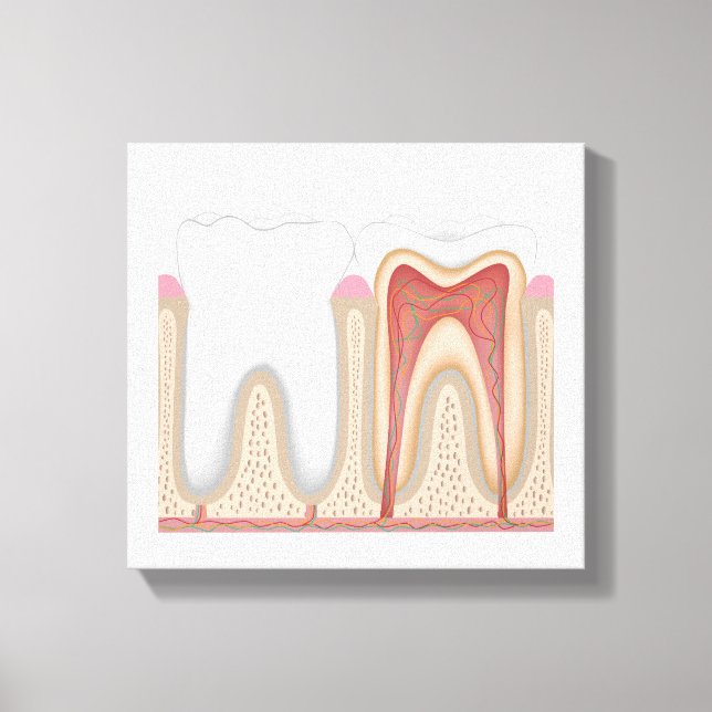 Impression de toile étirée pour l'anatomie des den (Recto)