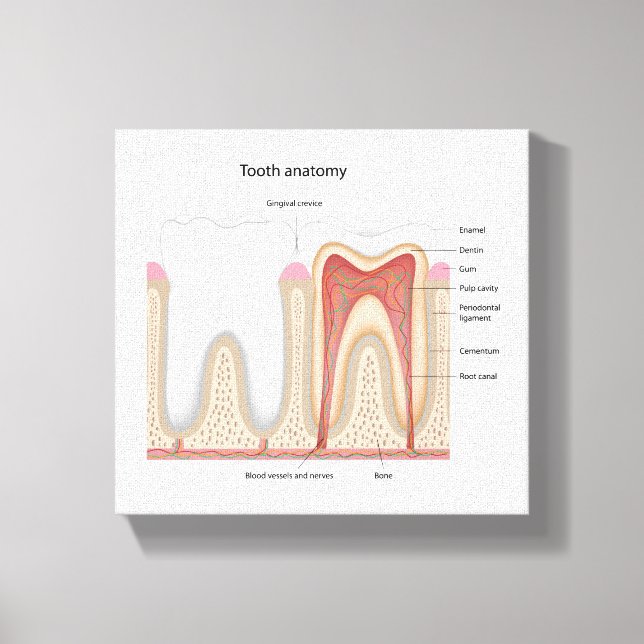 Impression de toile étirée pour l'anatomie des den (Recto)