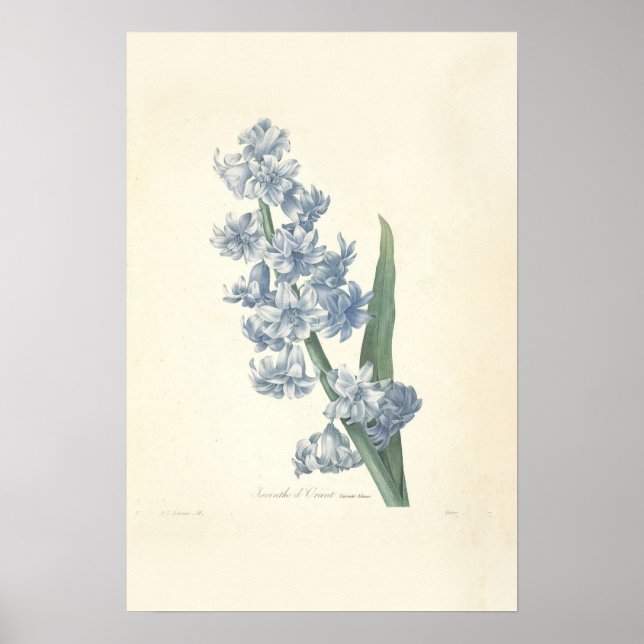 Impression de toile Hyacinth (Devant)