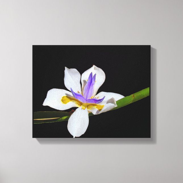 Impression De Toile - Iris - Quinzaine Lily (Recto)
