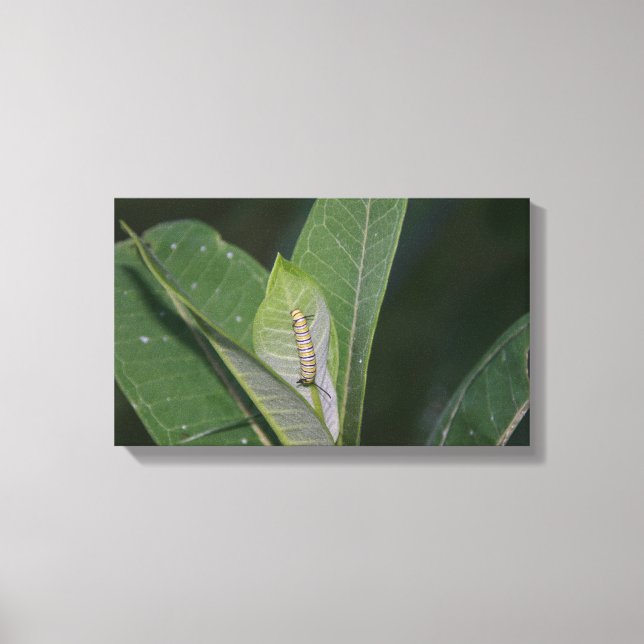 Impression de toile Monarch Caterpillar (Recto)