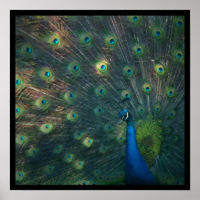 Impression de toile 'Peacock' (Devant)