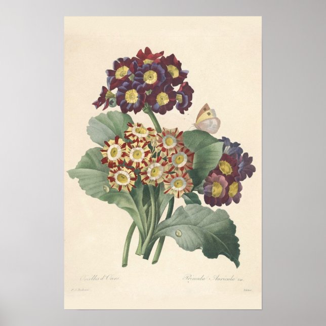 Impression de toile Primula (Devant)
