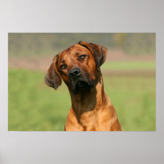 Impression de toile Rhodesian Ridgeback