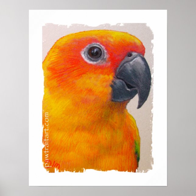 Impression de toile - Sun Conure (Devant)