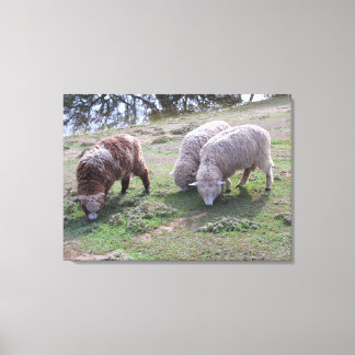 Impression de toile - Trois moutons