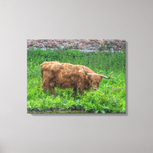 Impression de toile vue vache Highland