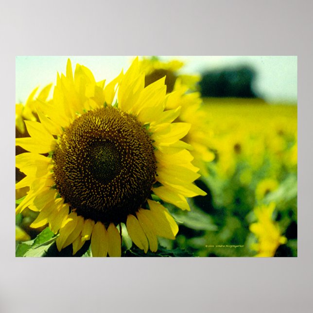 Impression de tournesol (Devant)