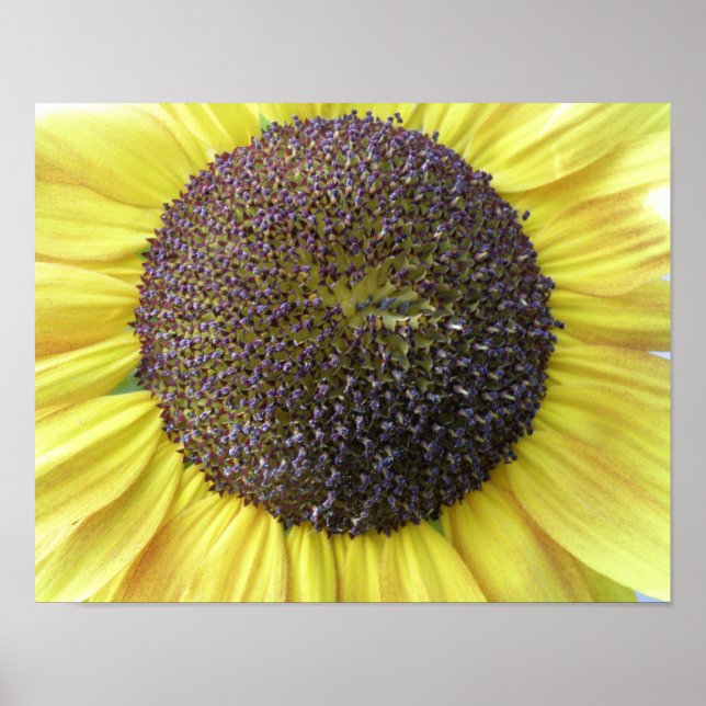 Impression de tournesol jaune (Devant)