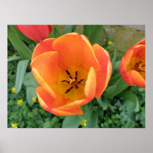 Impression de tulipe orange ardente