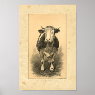Impression de vache vintage 1888