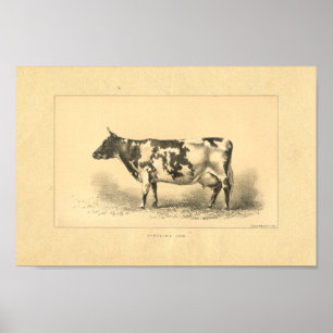 Impression de vache vintage 1888