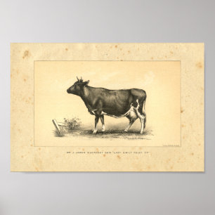 Impression de vache vintage 1888