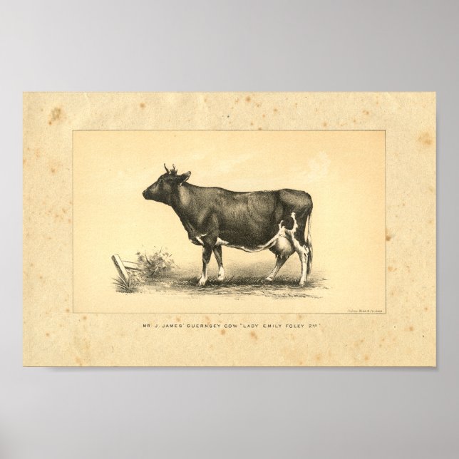 Impression de vache vintage 1888 (Devant)