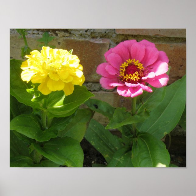 Impression de Zinnias roses et jaunes (Devant)