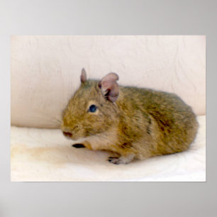 Impression Degu