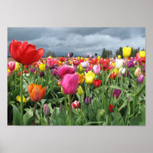 Impression des champs de tulipes