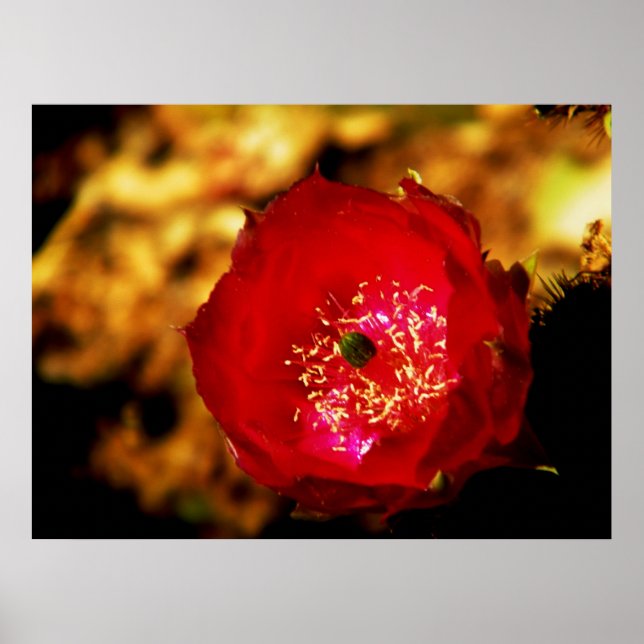 Impression des fleurs du désert (Devant)