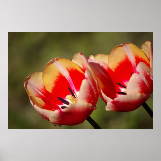 Impression des tulipes humides (Devant)