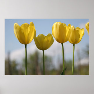 Impression des tulipes jaunes