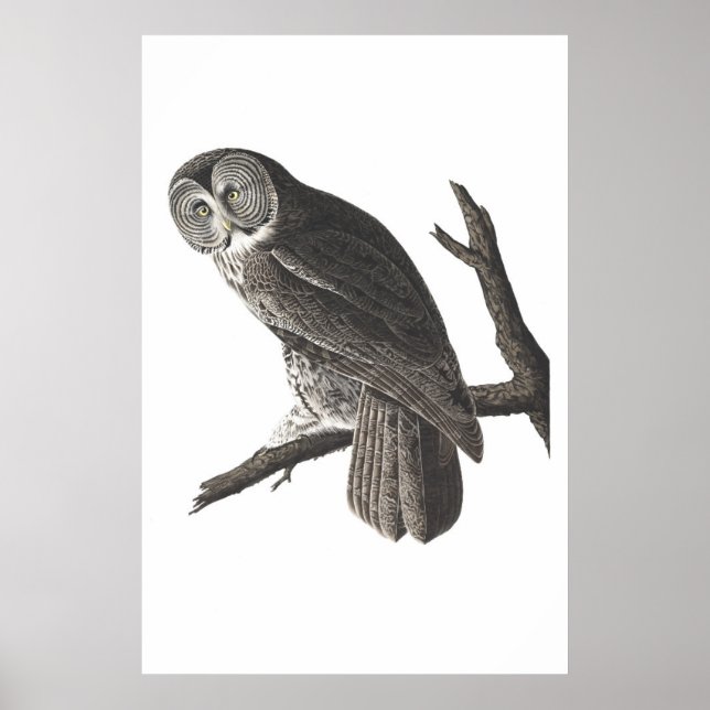 Impression d'illustration vintage Great Cingrill O (Devant)