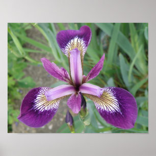 Impression d'Iris Violet
