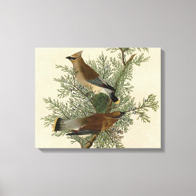 Impression d'oiseau de John James Audubon Jaseur b (Recto)