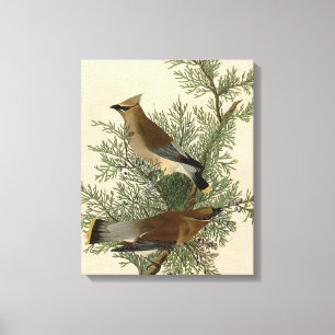 Impression d'oiseau de John James Audubon Jaseur b